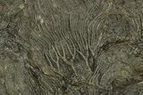 Silurian Fossil Crinoid (Scyphocrinites) Plate - Morocco #255716-2